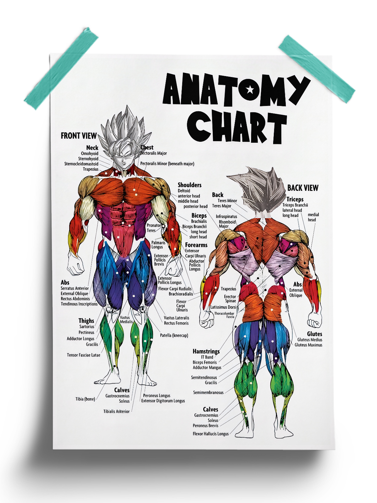 Dragon Ball Goku Anatomy Chart anime Poster