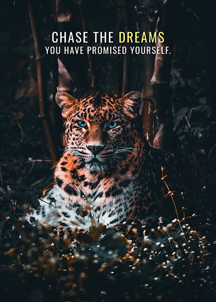 Chase your dreams animal motivational Poster