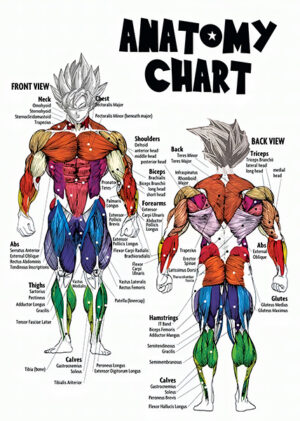 Goku Dragon Ball Anatomy Chart anime Poster