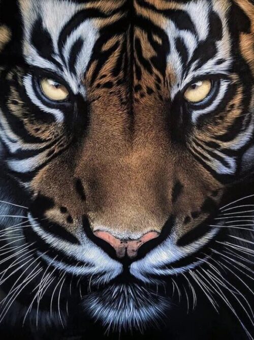 Hungry Tiger Poster