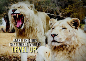 Make friends that force you to level up animal motivational Poster