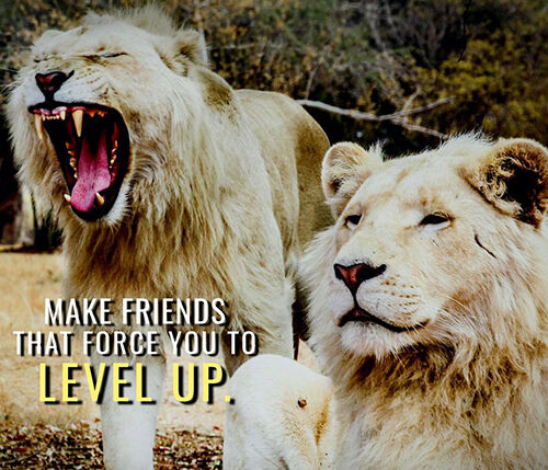 Make friends that force you to level up animal motivational Poster
