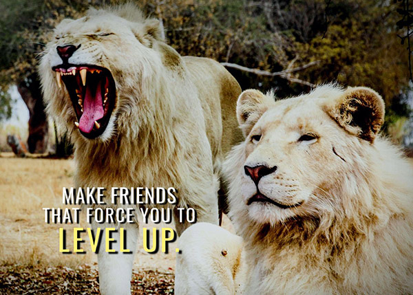 Make friends that force you to level up animal motivational Poster