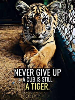 Never Give Up animal motivational Poster