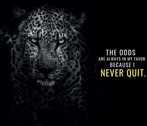 Never Quit animal motivational Poster
