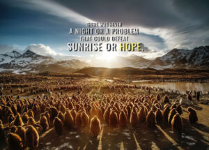 Sunrise or Hope animal motivational Poster