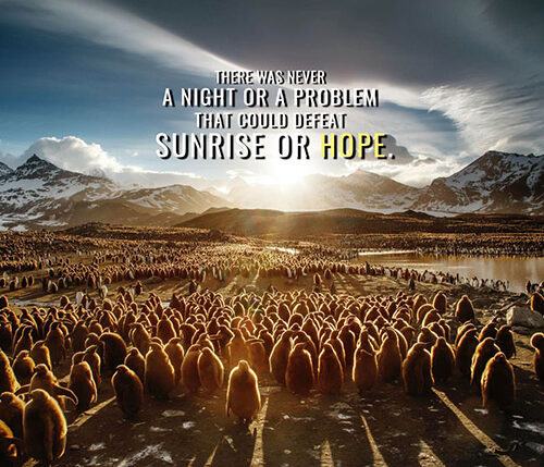Sunrise or Hope animal motivational Poster