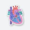 Anatomical Heart Sticker