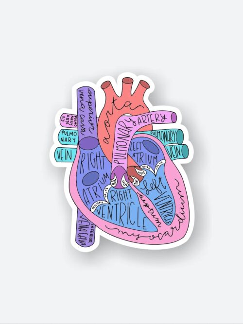 Anatomical Heart Sticker