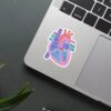 Anatomical Heart Sticker
