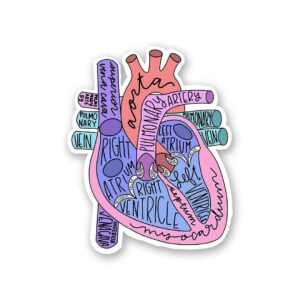Anatomy Of Heart Sticker Anatomy Of Heart Sticker