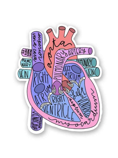 Anatomy Of Heart Sticker