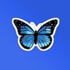 Blue Butterfly