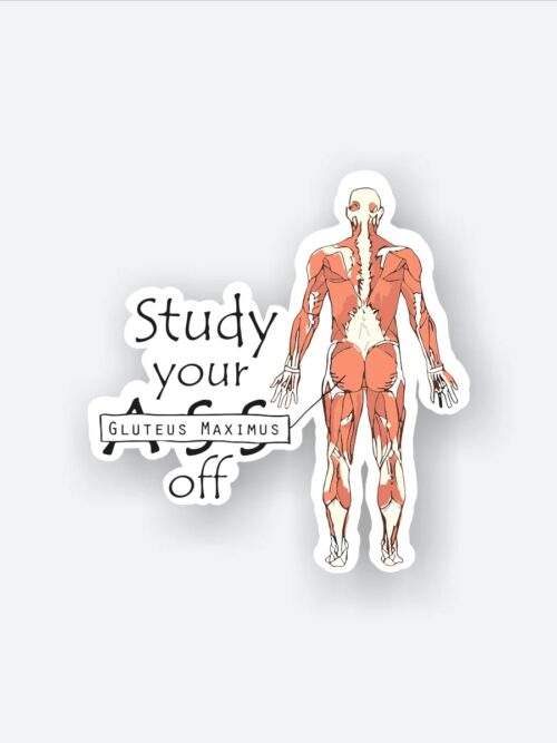 Study YourGluteus Maximus Off Sticker